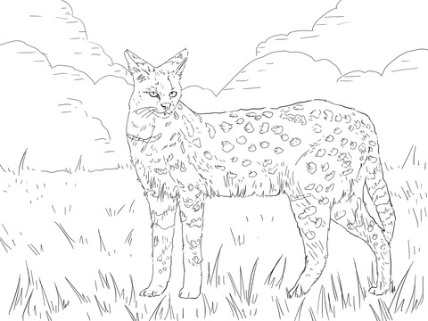 Serval African Wild Cat Coloring Page